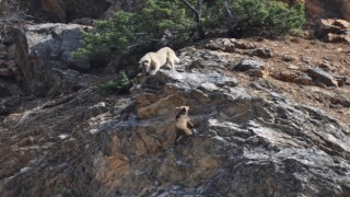 Tuncelide yaban hayvanları başıboş köpeklerin hedefinde