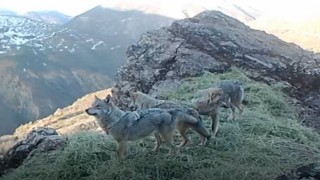 Tuncelinin zengin yaban hayatı fotokapan ve kamerayla görüntülendi