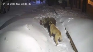 Uludağda ayı ile köpeğin boğuşması kameralarda
