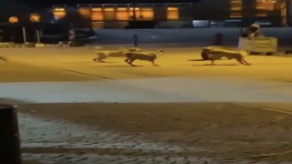 Uludağda yemek aramaya inen ayıların köpek sürüsü ile kavgası kameralarda