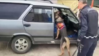 Uyuşturucu zulasını narkotik köpeği buldu