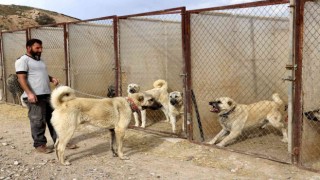 Uzman köpek yetiştiricisi uyardı, sokak köpekleri hayati risk oluşturuyor