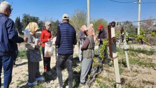 Üzüm bağlarına salkım güvesine karşı biyoteknik mücadele alanları artıyor