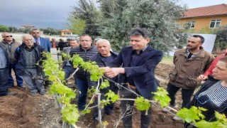 Üzüm üreticilerine büyük destek