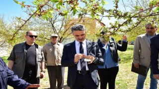 Vali Baruş, hasar gören kayısı bahçelerini inceledi