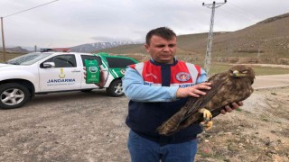 Vanda bulunan kartal tedaviye alındı