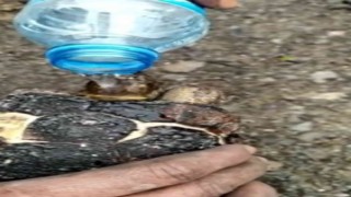 Yangında mahsur kalan kaplumbağa yanmaktan son anda kurtarıldı