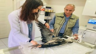 Yaralı balıkçıl ve sakarmeke tedavi altına alındı
