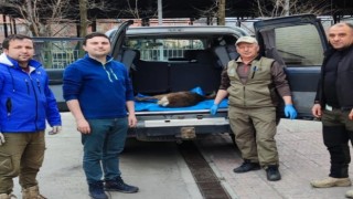 Yaralı bulunan karaca tedavi altına alındı