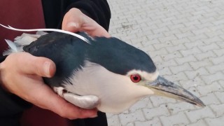 Yaralı halde bulunan gece balıkçılı kuşu tedavi altına alındı
