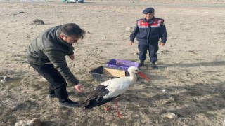 Yaralı halde bulunan leylek doğal ortamına bırakıldı