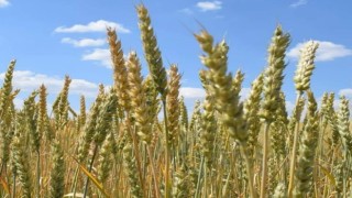 Yeni buğday çeşidine Karacakurt ismi verildi