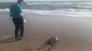 Yeşil deniz kaplumbağası tekrar deniz ile buluştu