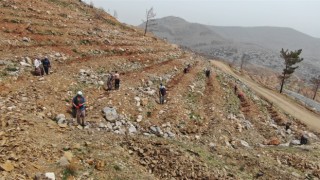 Yeşilovacıkta yanan alanlar milyonlarca tohum ve binlerce fidanla yeniden yeşeriyor