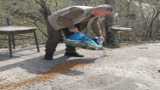 Yığılcada hayvanlar için doğaya mama bırakıldı