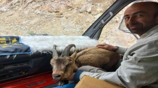 Yol kenarında bitkin halde bulduğu yaban keçisini Milli Park görevlilerine teslim etti
