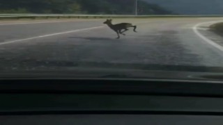 Yolunu şaşıran karaca karayoluna indi