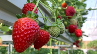Yunusemrenin AB projesi ön elemeyi geçti