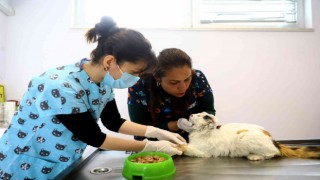 Zehirlenen sokak kedisini veterinerler hayata döndürdü