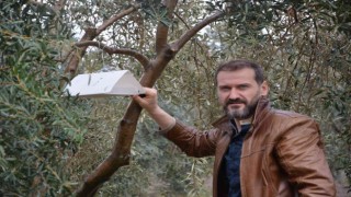 Zeytin ağaçlarında hastalık ve zararlıların tespiti için tuzak asılıyor
