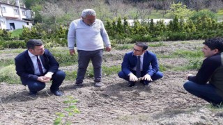 Zonguldakta karaçatlak üzümü üretimi yaygınlaştırılacak