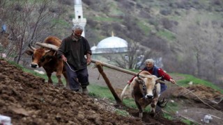 Zorlu şartlara rağmen karasaban ile üretime devam ediyorlar