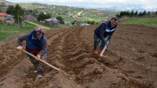 2 bin rakımlı yaylada patatesler toprakla buluştu