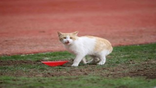 4 Eylül Stadyumunda sahaya kedi girdi