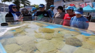 6 bin yavru balık İzmit Körfezine salındı