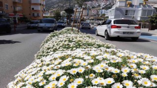 630 bin çiçekle Alanya rengarenk olacak