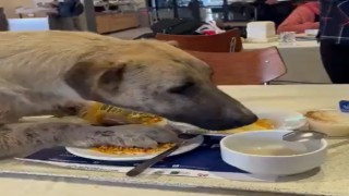 Aç kalan köpek üniversitenin yemekhanesine girdi, masadan yemek yedi