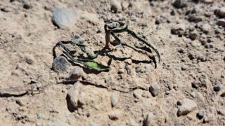 Adilcevazda şiddetli fırtına ve soğuk hava ekili alanlara zarar verdi