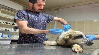 Adıyamanda yaralı köpek tedavi altına alındı