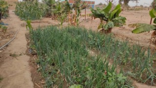 Afrikadaki kurak alanlar yemyeşil bahçe oldu