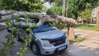 Ağaç park halindeki aracın üzerine devrildi