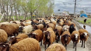 Ağrılı göçerler koyun sürüsüyle yaylaların yolunu tuttu