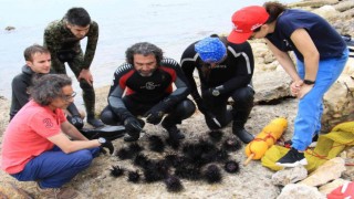Akdenizde dikenli zehirli istilacı deniz kestanesi tehlikesi