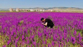 Ankarada boş arazide bulunan mor çiçekler görülmeye değer bir manzara sunuyor