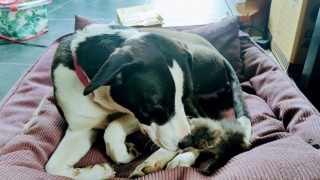 Annesinin terk ettiği kediye köpek sahip çıktı