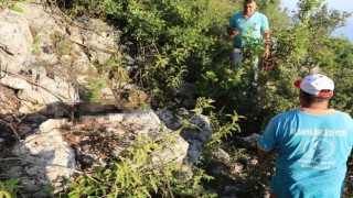 Antalyada iki sokak köpeği ölü bulundu
