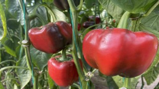 Antalyada Kaliforniya biberi sezonu sona erdi