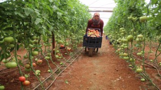 Antalyada serada 40 dereceye yaklaşan sıcaklıkta domates hasadı