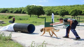 Arama kurtarma köpeklerinden başarılı sınav