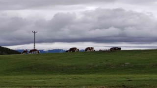 Ardahanlı besiciler, çetin kış sonrası meraya indi