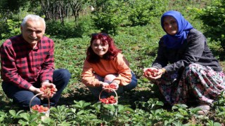 Aromasıyla sofraları süsleyen Zonguldak Ereğli çileğinde hasat başladı