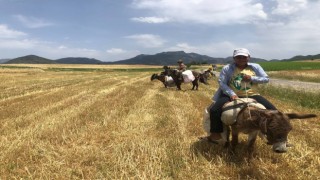 Arpa hasadı başladı, edeler at ve eşekleriyle yem sırasına girdi