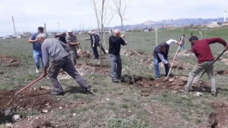 Aşkalede 3 bin fidan toprakla buluştu