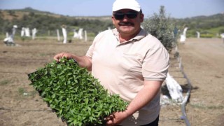 Aydında Ata Tohumları Projesi büyümeye devam ediyor