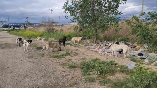 Aydında başıboş köpekler hem yayaların hem de sürücülerin korkulu rüyası haline geldi
