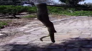 Aydında dev yılan korkuttu